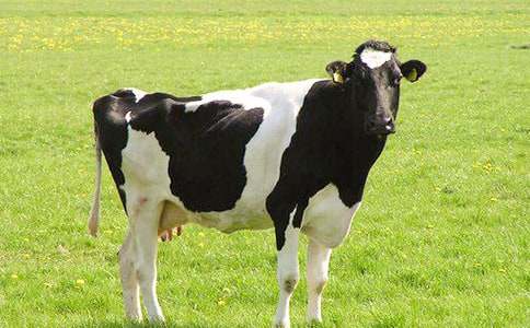 C語言算法訓(xùn)練:安慰奶牛