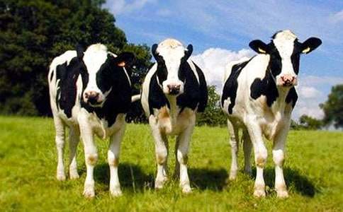 無私奉獻(xiàn)的奶牛作文「精」