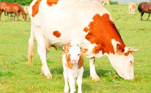 關(guān)于奶牛作文300字(通用18篇)