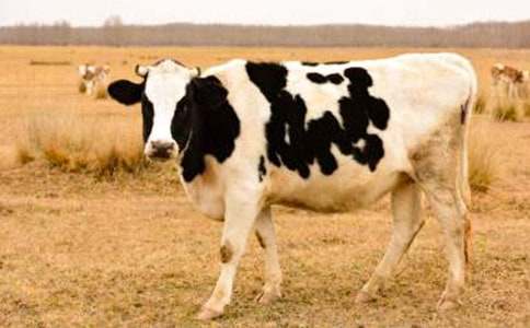 奶牛作文600字(精選29篇)