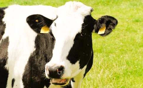 精選奶牛作文300字八篇