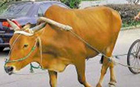 ���cţ܇��������