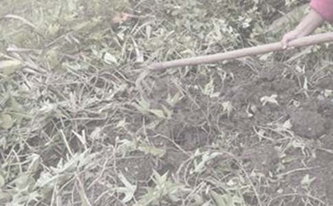 學(xué)農(nóng)活動作文