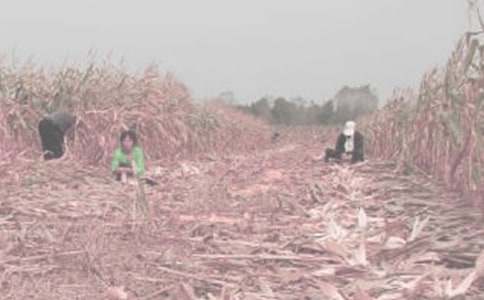 學(xué)農(nóng)活動(dòng)作文6篇