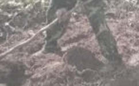 體驗(yàn)農(nóng)活寫事作文400字