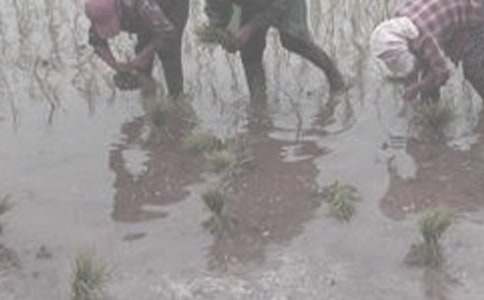 ���r(n��ng)�������300�֣����x29ƪ��