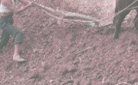 學(xué)農(nóng)活動作文