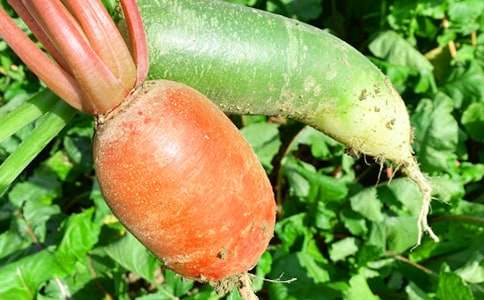 農家樂策劃方案