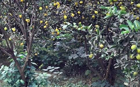 �r�Ҙ�����200�֣�ͨ��38ƪ��