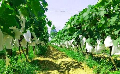 難忘的農(nóng)家樂作文