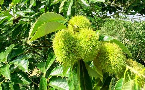 農(nóng)家樂敘事作文500字