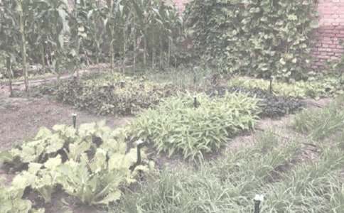 農(nóng)作物種子買賣合同15篇