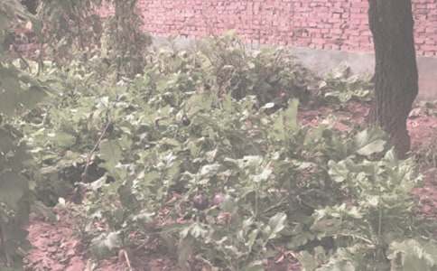 廣西農(nóng)作物種子買賣合同