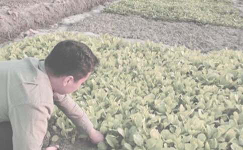 秋天農(nóng)作物作文(精選45篇)