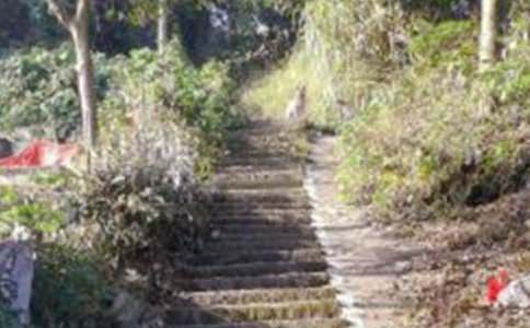 父親與爬山虎之間作文