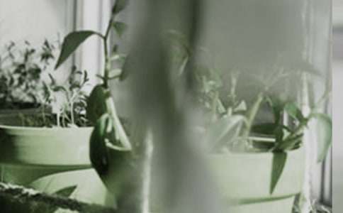 我的小盆栽作文