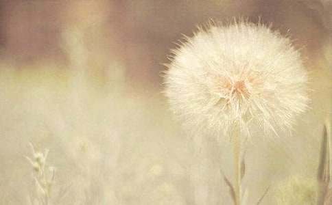 蒲公英的夢(mèng)想作文(通用)