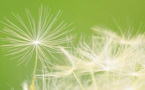 蒲公英的種子作文