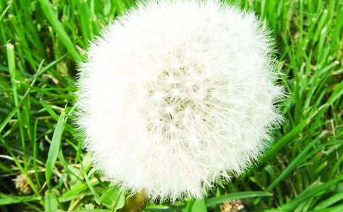 獨立勇敢的蒲公英六年級作文