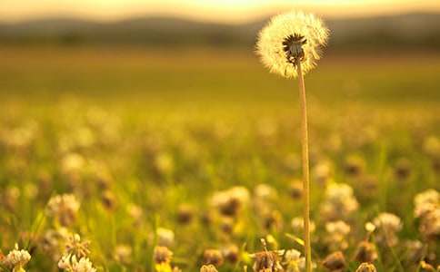 記憶的蒲公英作文