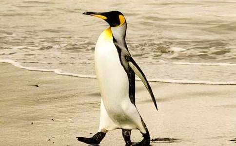 小企鵝的夢(mèng)想作文600字