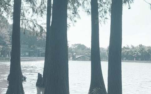 千燈湖作文400字