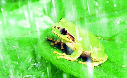 絕望的青蛙童話作文