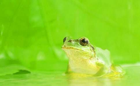 �Ұѵܵ�׃��������450��