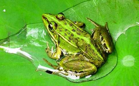 青蛙王子的童話故事(通用12篇)