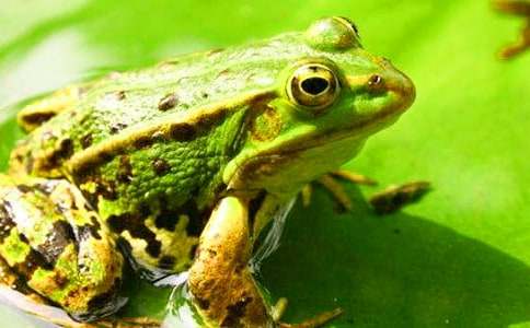 小青蛙童話作文(精選29篇)