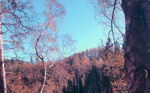 秋日的美抒情作文500字(通用21篇)