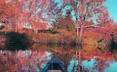 秋日落葉作文合集5篇