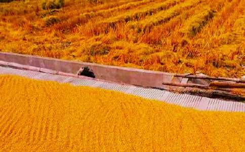 秋收作文400字3篇