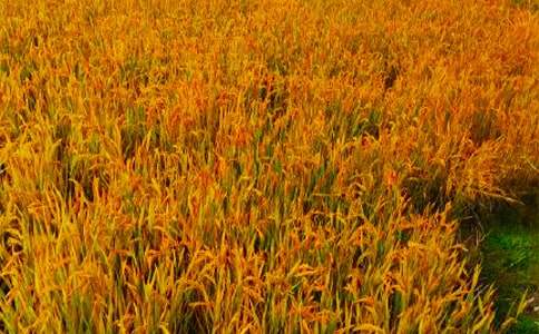 �P(gu��n)����������600�֣�ͨ��51ƪ��