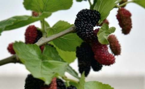 采桑果作文600字