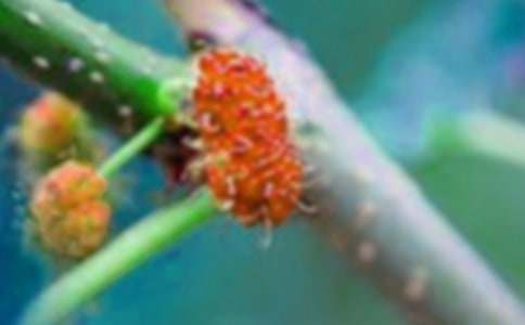 摘桑果作文300字九篇