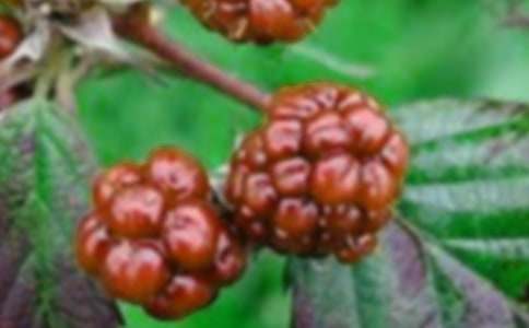 摘桑果作文300字(通用34篇)