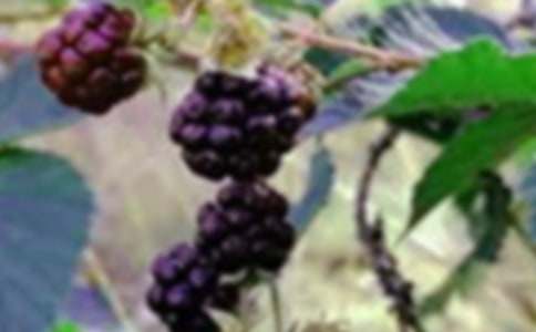 采桑果三年級記敘文500字