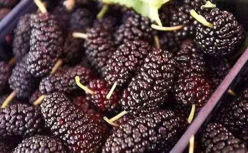 桑葚樹的作文(通用10篇)