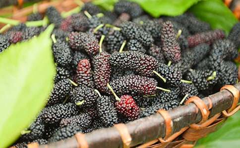 老家的桑葚樹初一優(yōu)秀作文