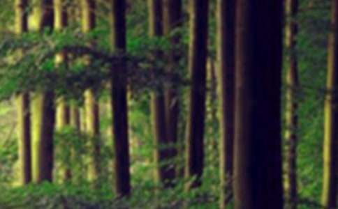 ɭ��ͯԒС�W(xu��)����300��9ƪ