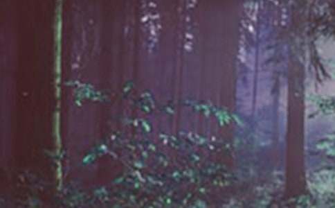 ɭ�ֲ�ˇ���ͯԒ����