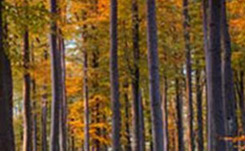 ɭ��ͯԒ����[�ϼ�]