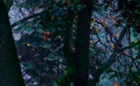 五年級學生森林防火安全作文