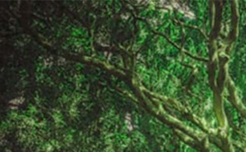 【必備】森林童話小學(xué)作文4篇