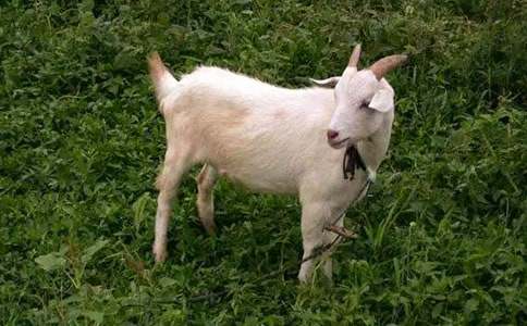 老山羊請客看圖寫話作文