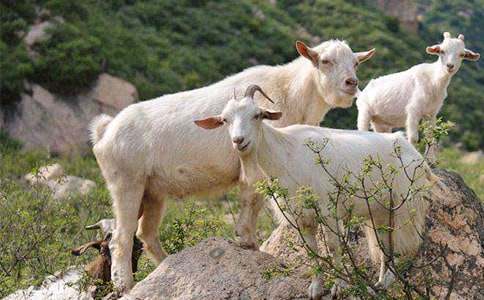 ��ֻɽ���^(gu��)��Ԣ�Թ���