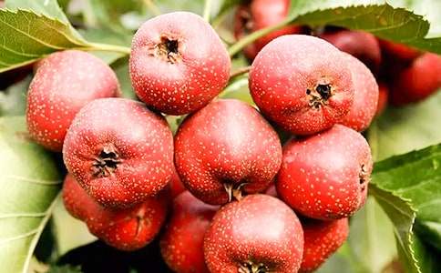 ���l(xi��ng)��ɽ高�����