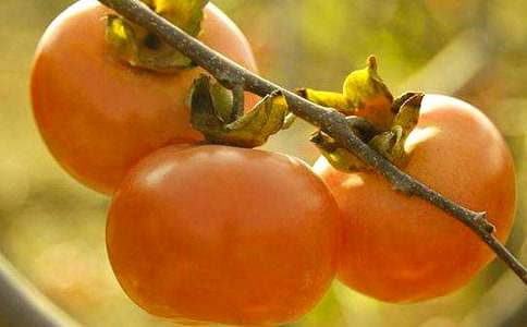 觀察柿子樹作文300字