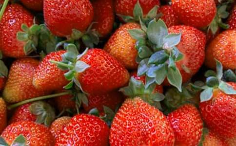 水果童話的作文5篇